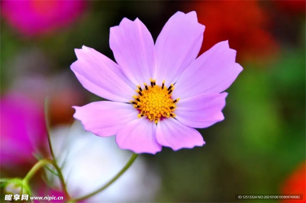 格桑花