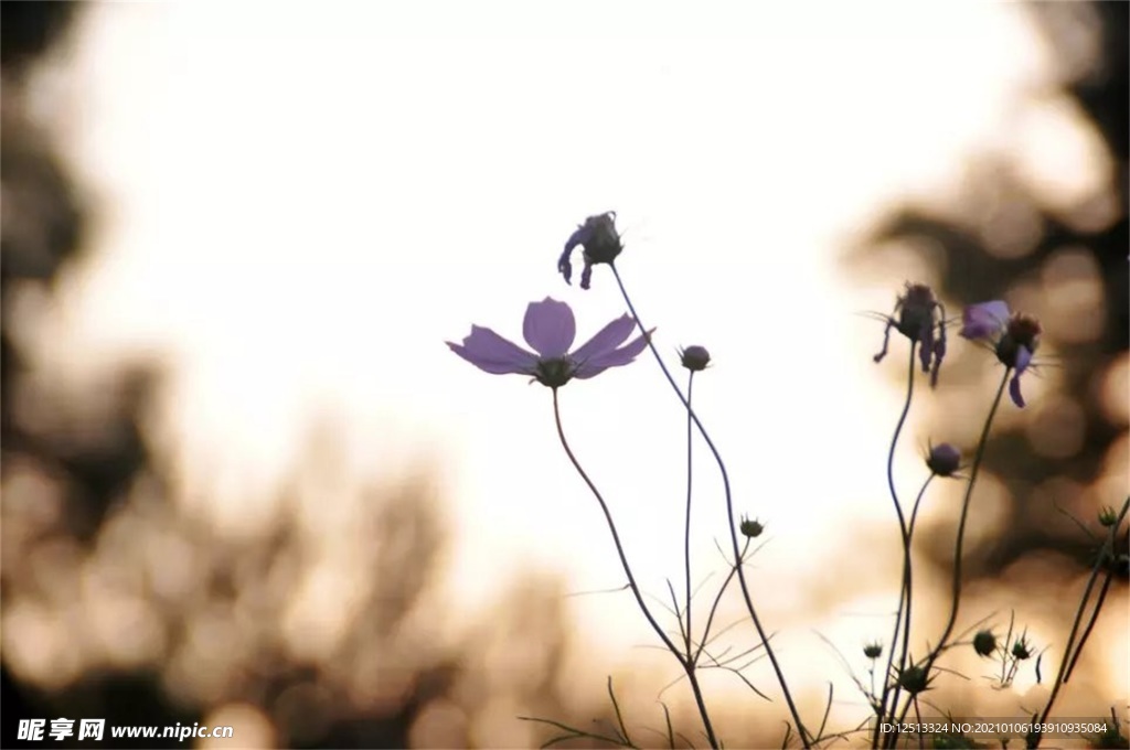 格桑花