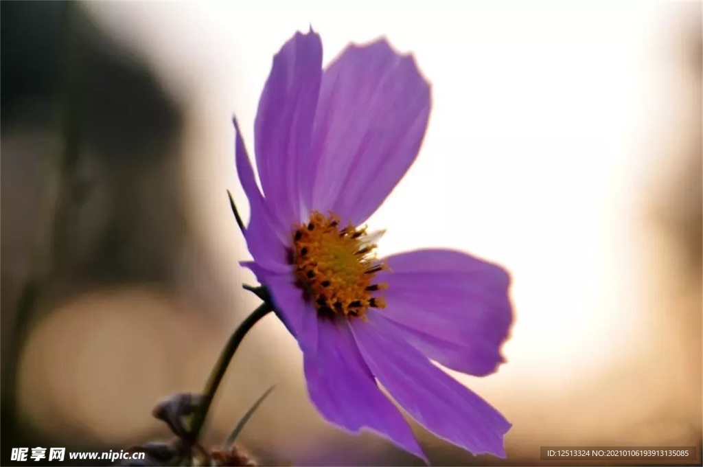 格桑花