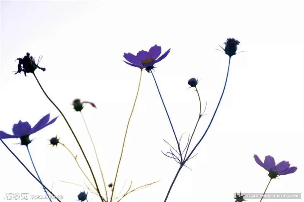格桑花