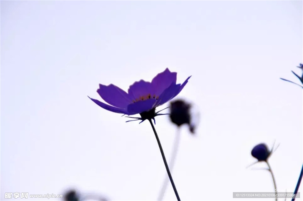 格桑花