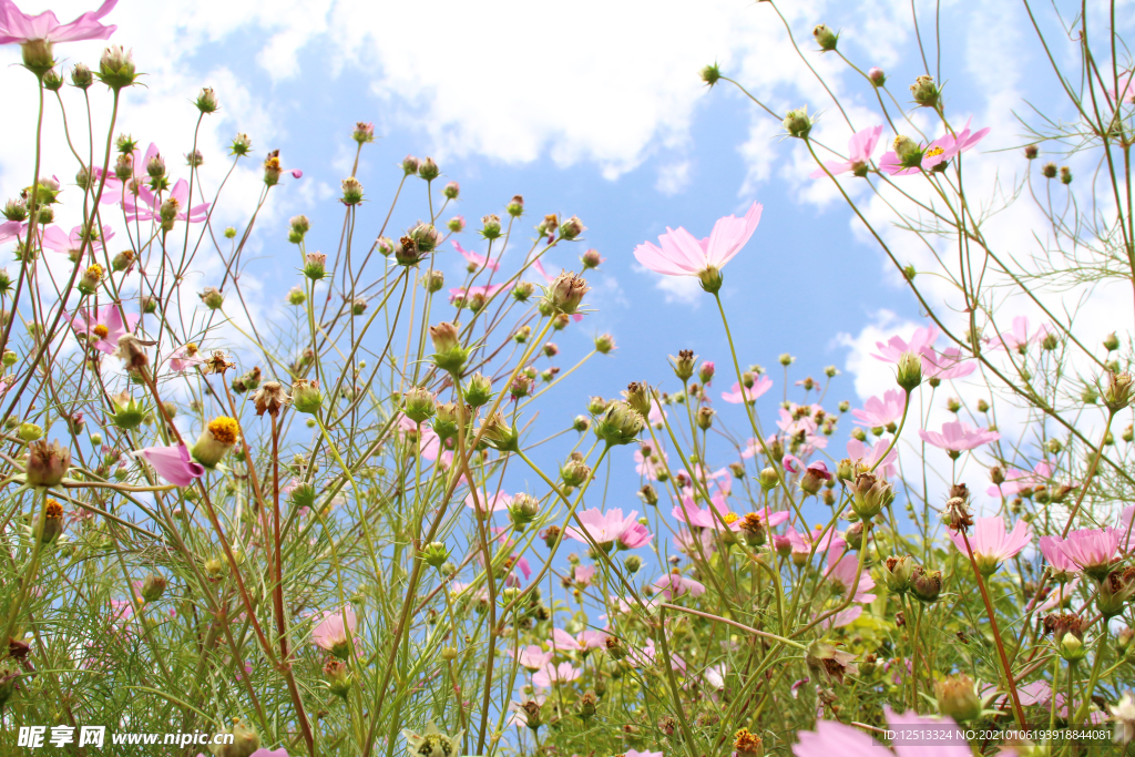 格桑花