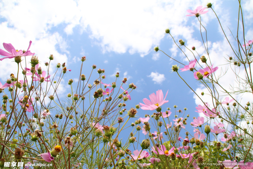格桑花