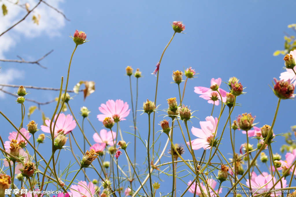 格桑花