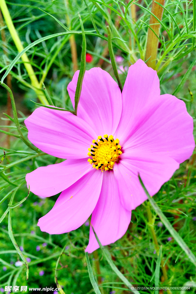 格桑花