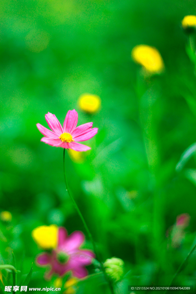 格桑花