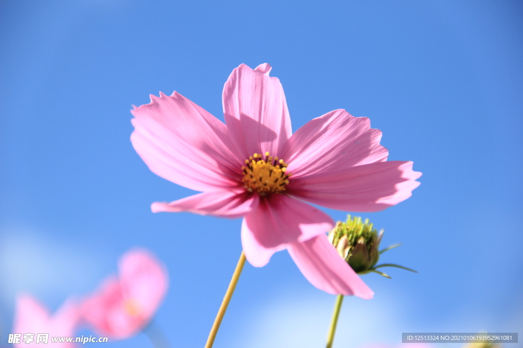 格桑花