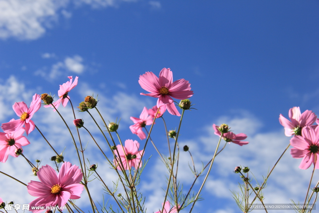 格桑花