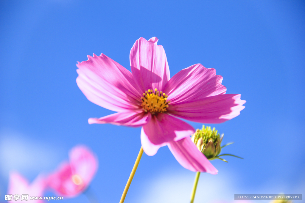 格桑花