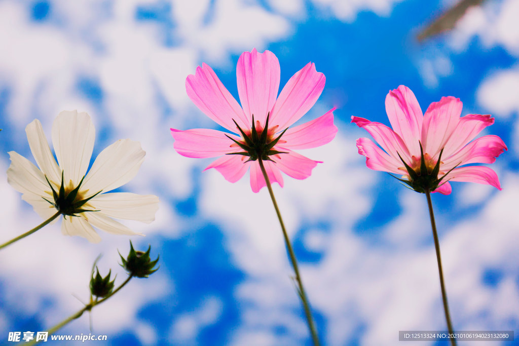 格桑花