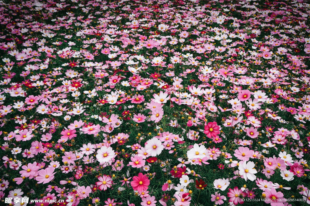 格桑花