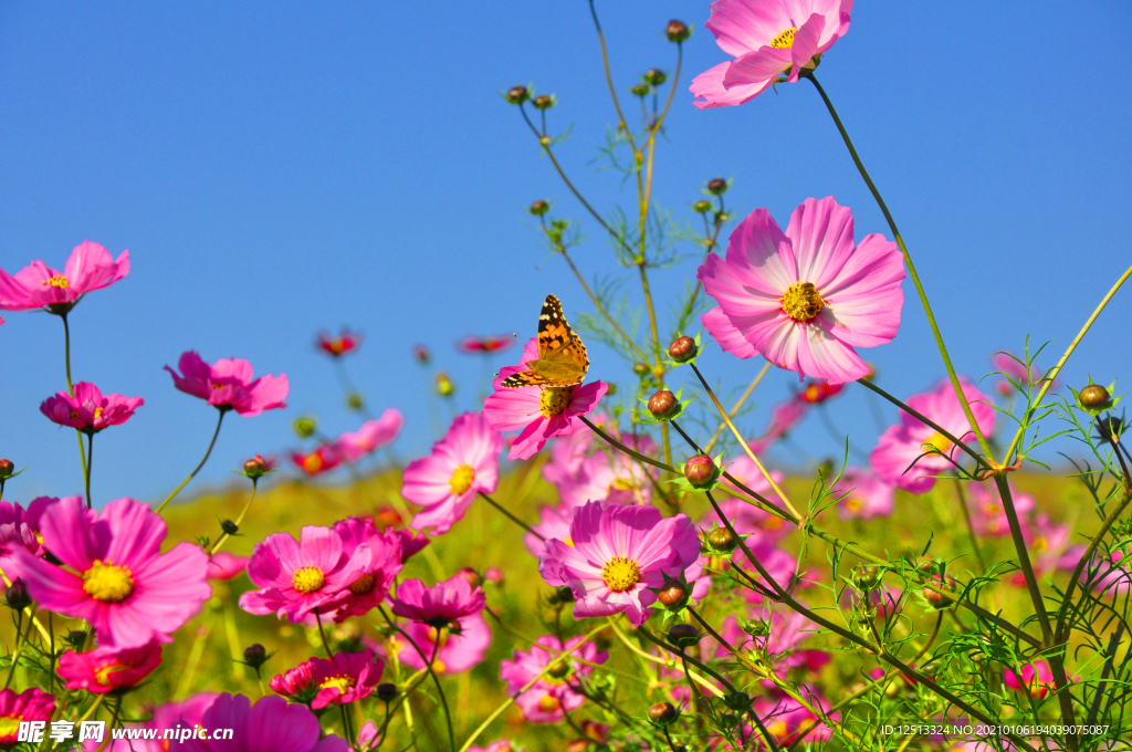 格桑花