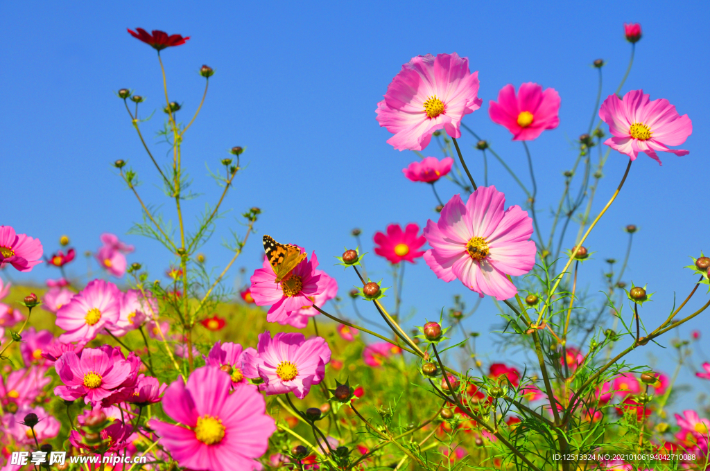 格桑花