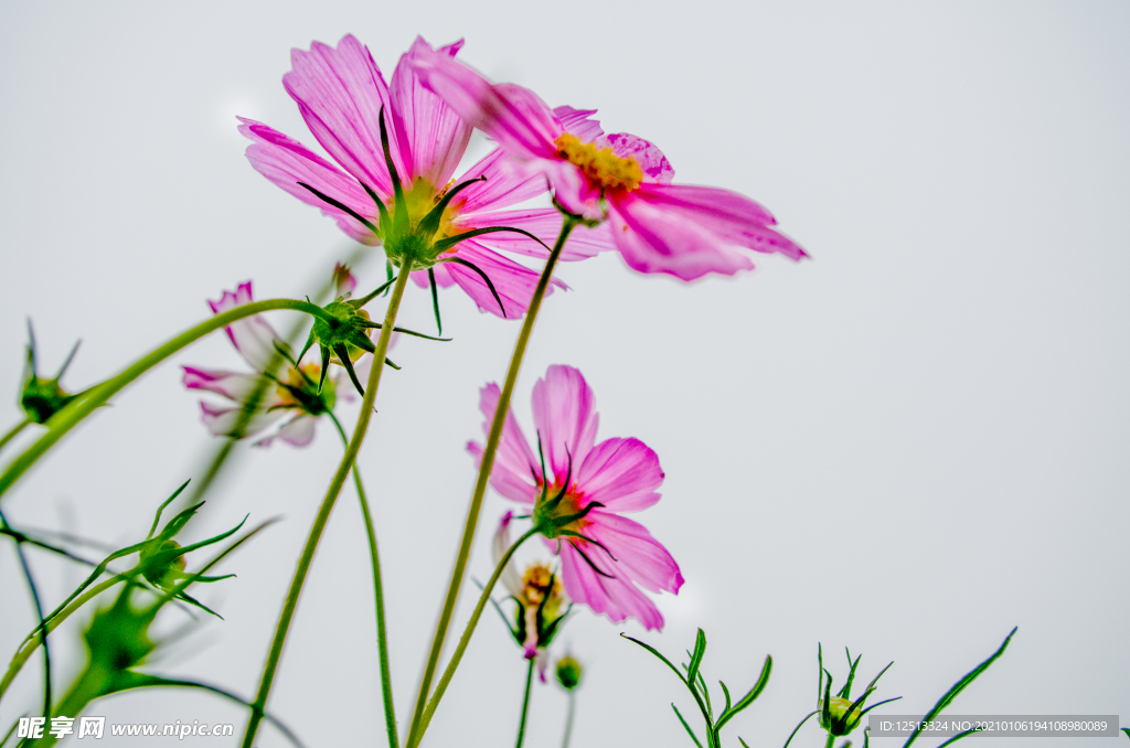 格桑花