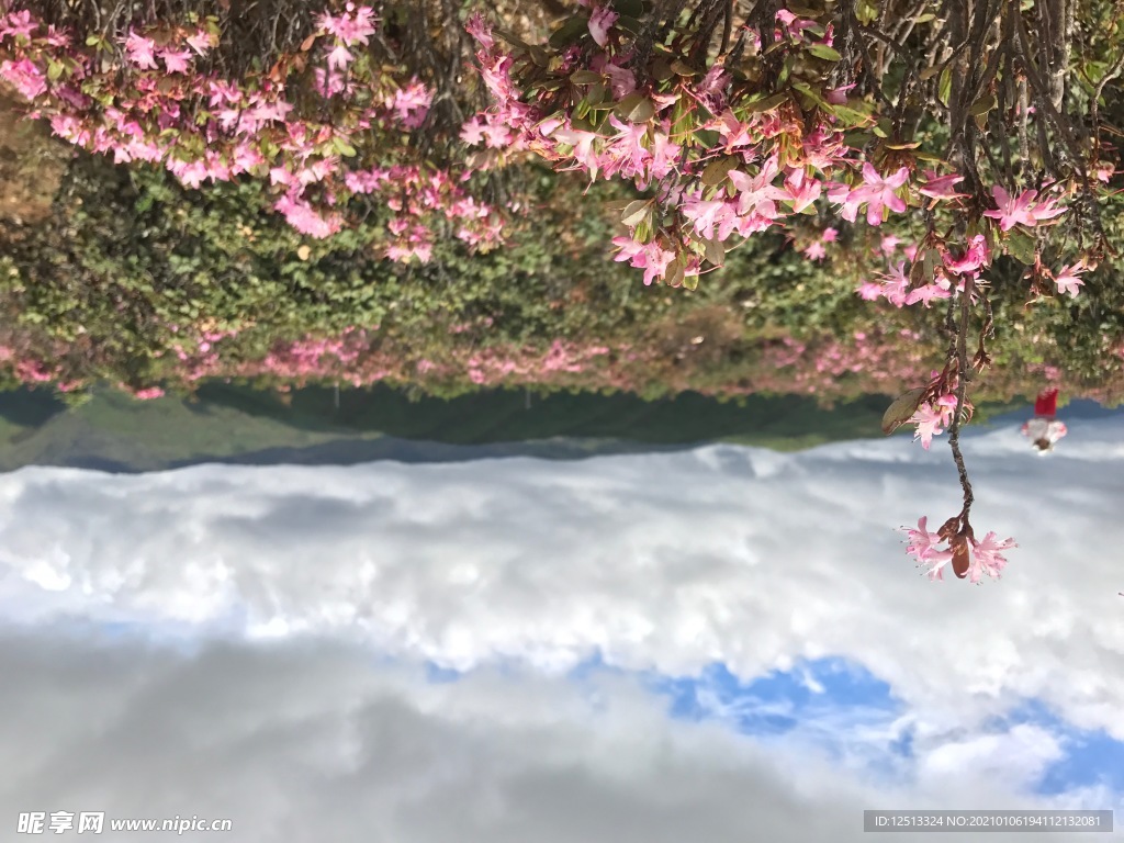 格桑花