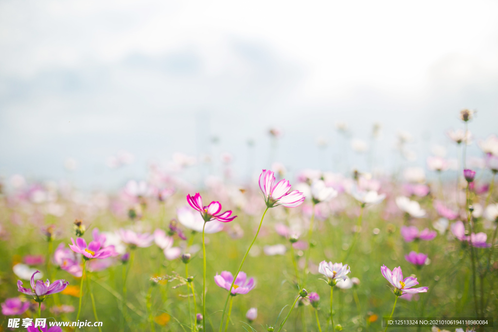 格桑花