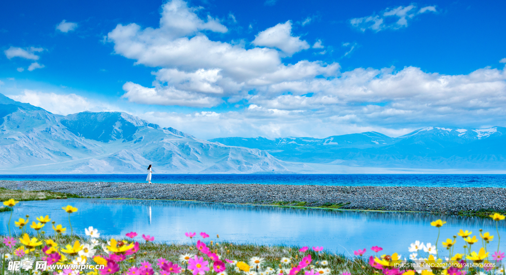 格桑花