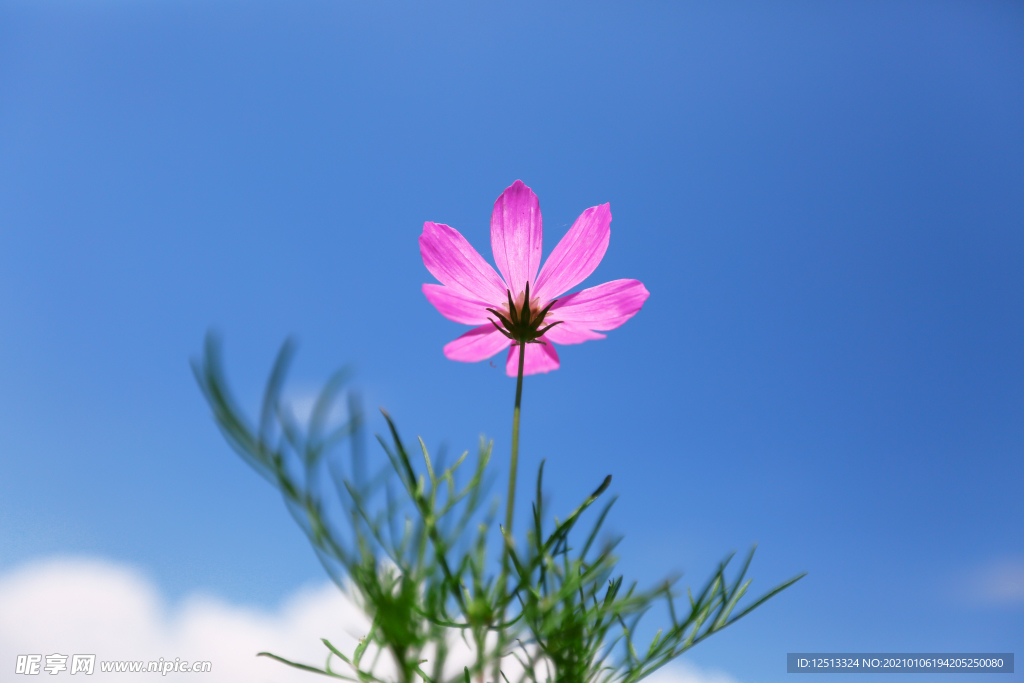 格桑花