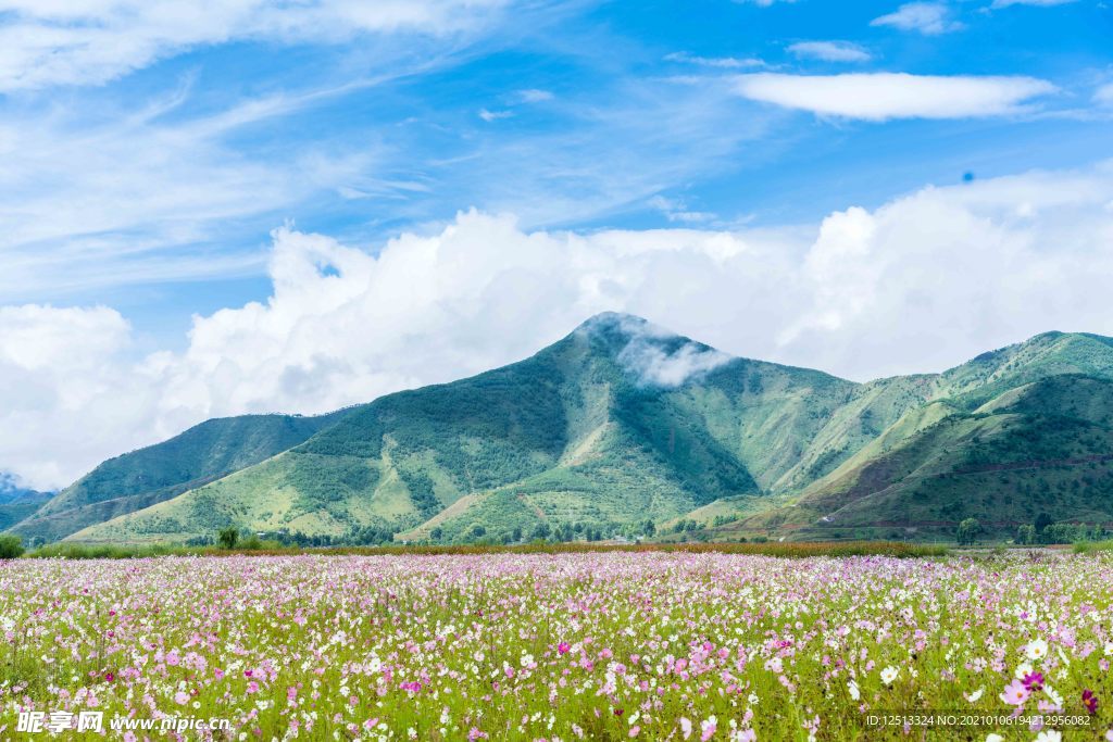 格桑花