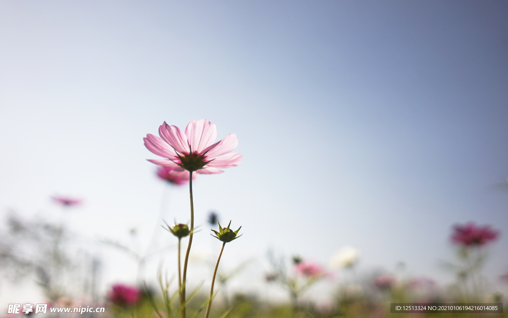 格桑花