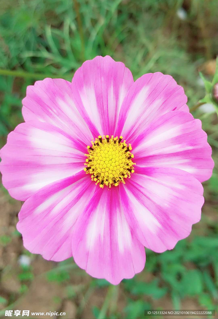 格桑花