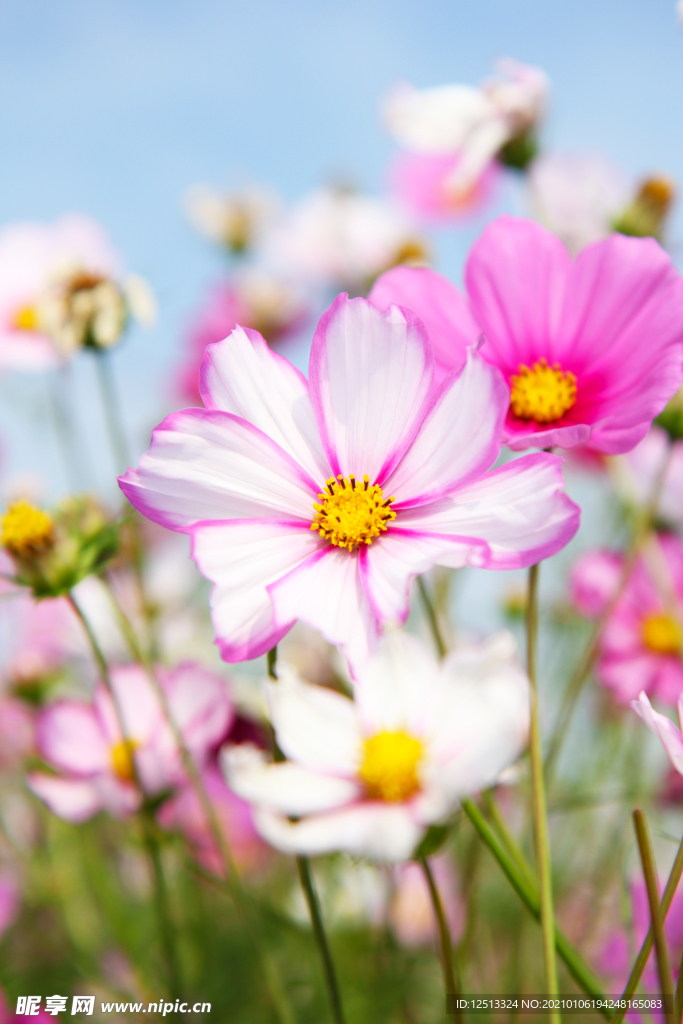 格桑花