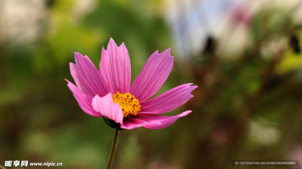 格桑花