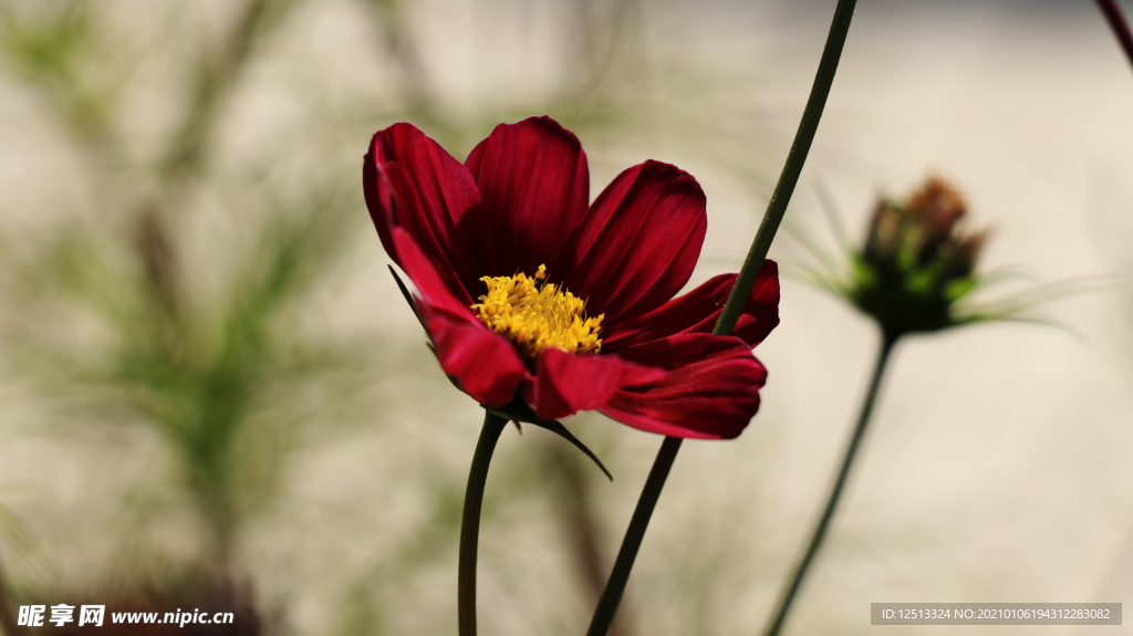 格桑花