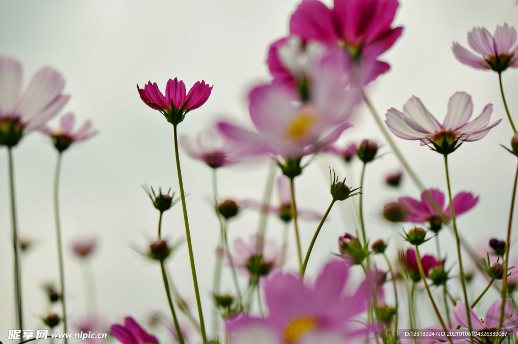 格桑花