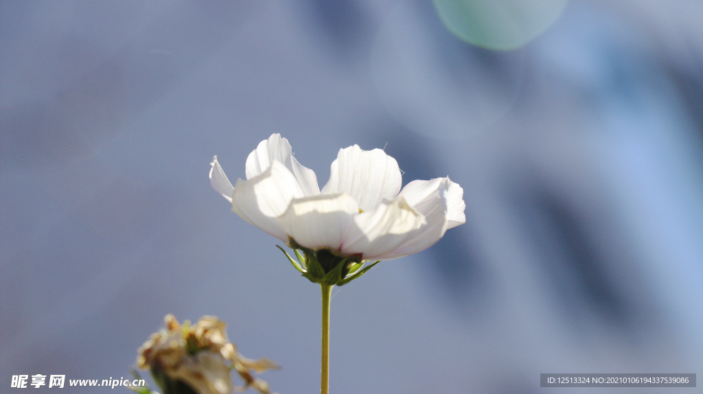 格桑花