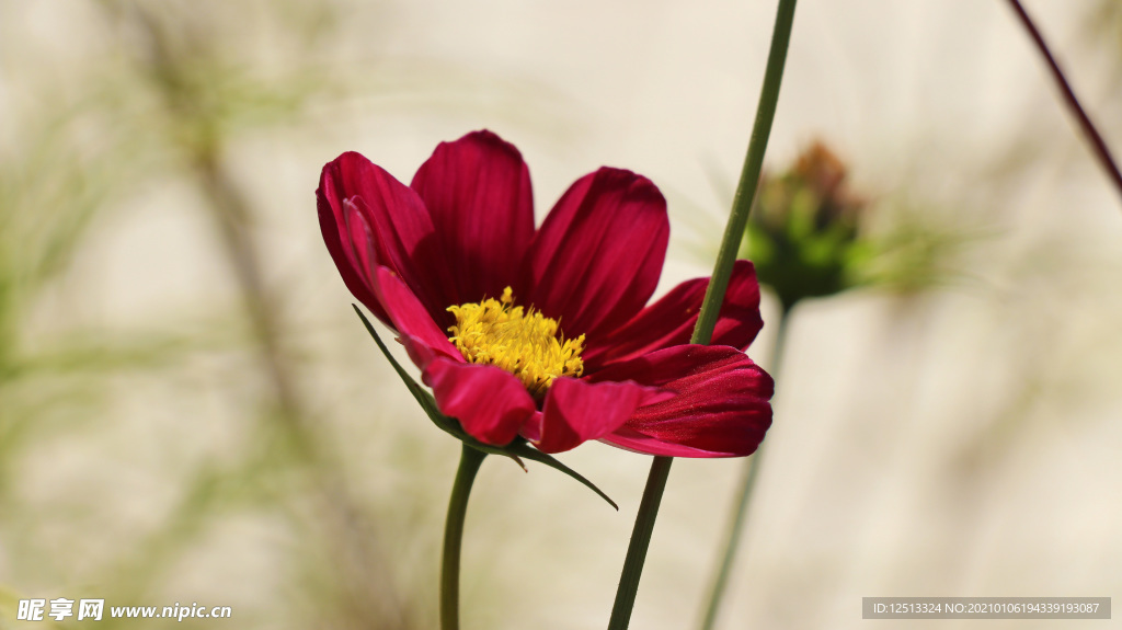 格桑花