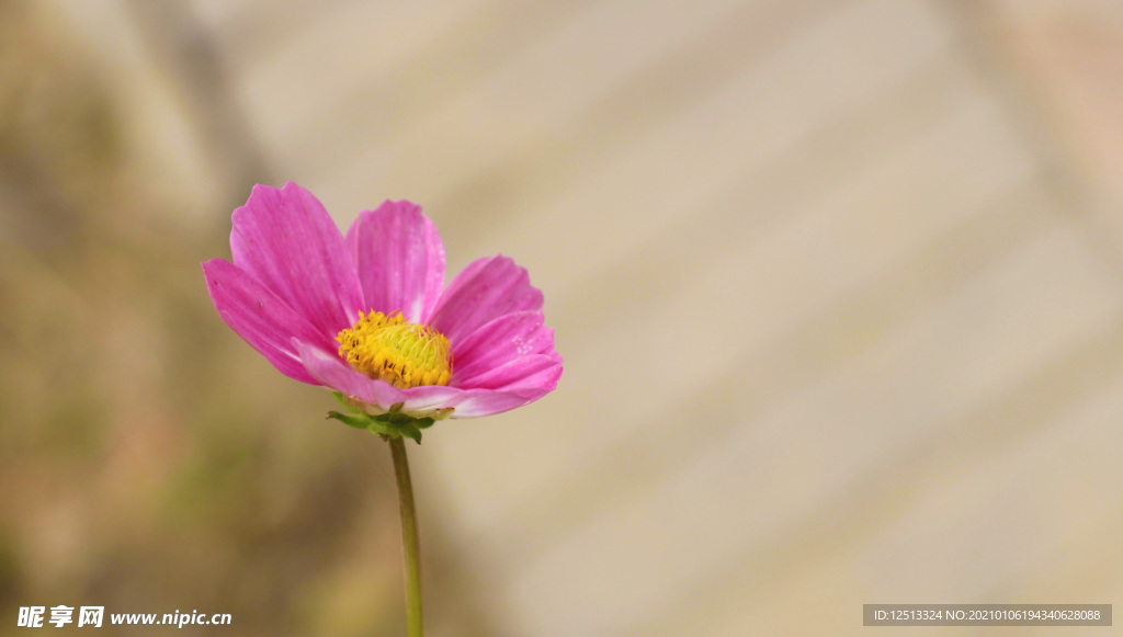 格桑花