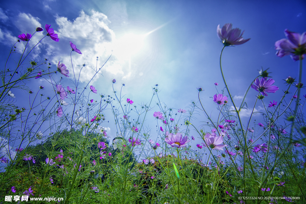 格桑花