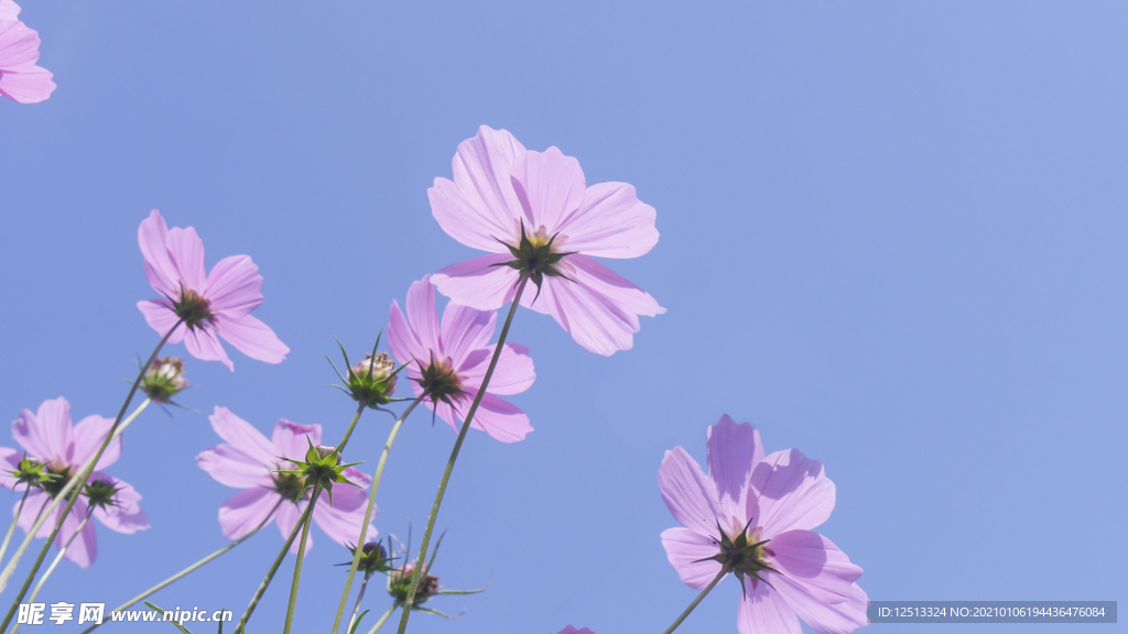 格桑花