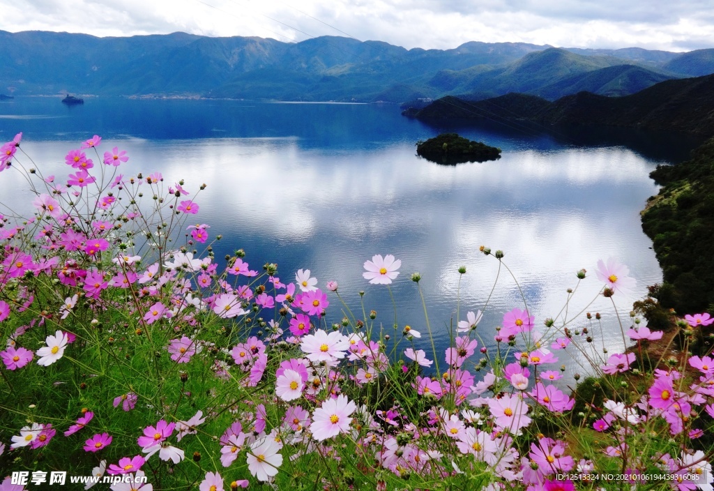 格桑花