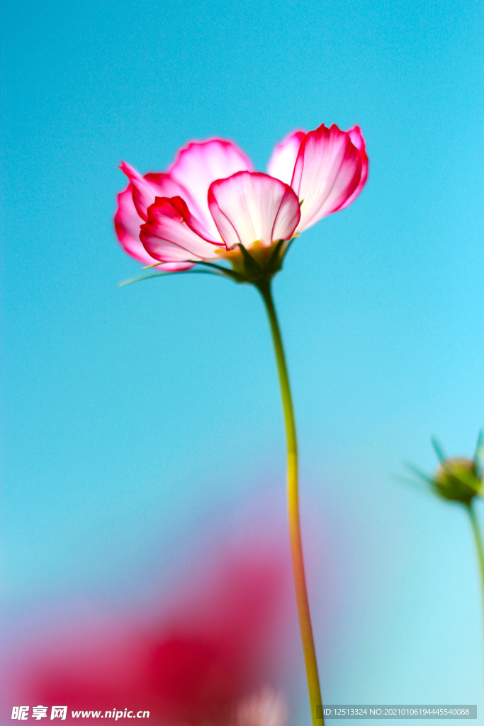 格桑花