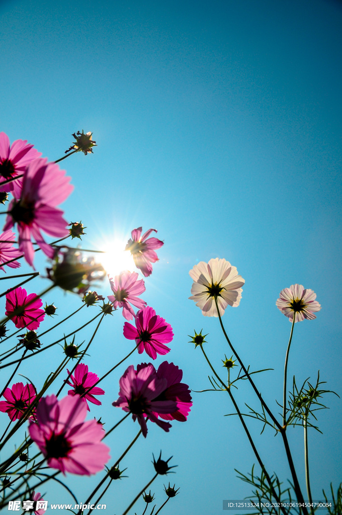 格桑花