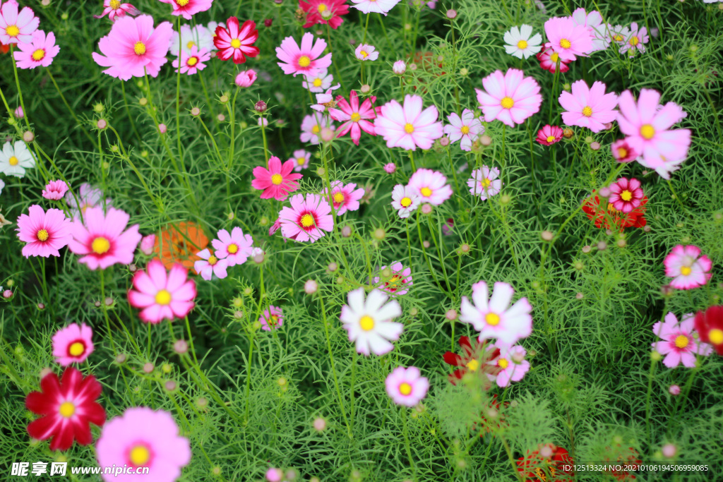 格桑花