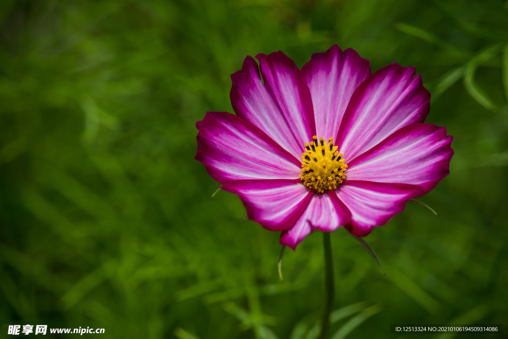格桑花
