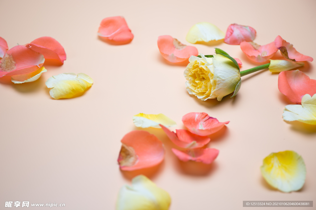 花瓣