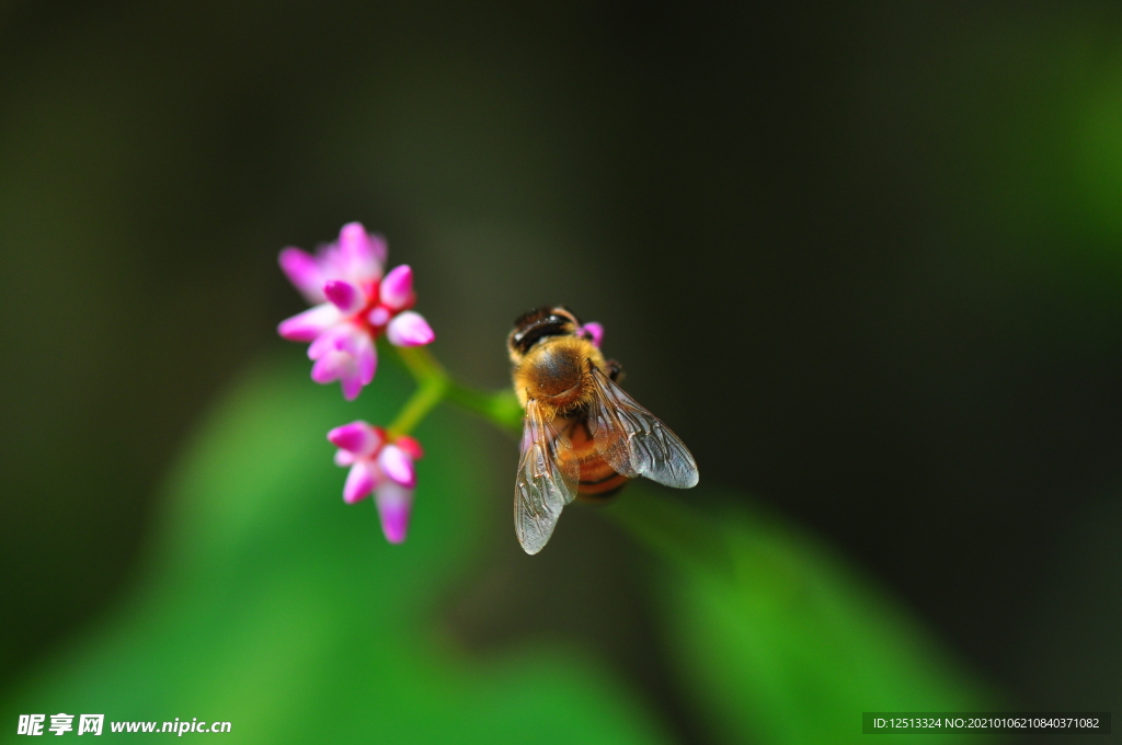 蜜蜂
