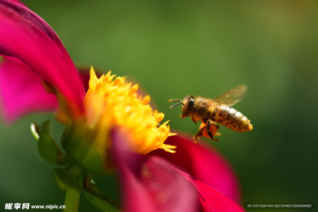 采蜜