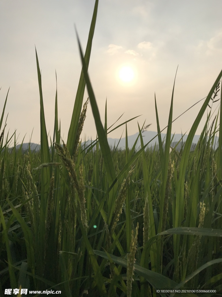 田野