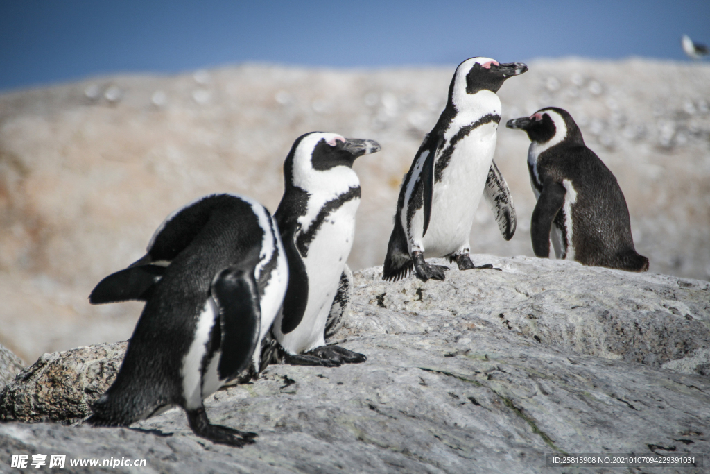 非洲企鹅
