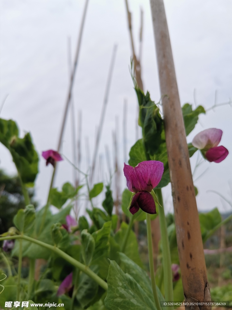 豌豆花