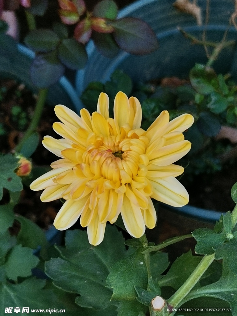 菊花