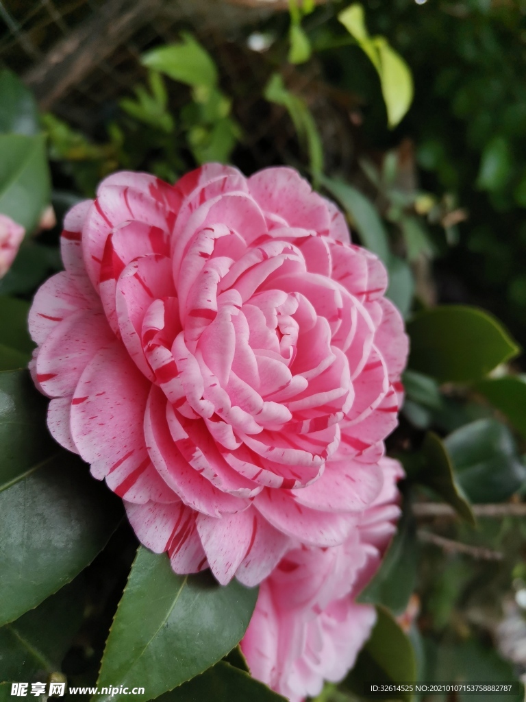 茶花