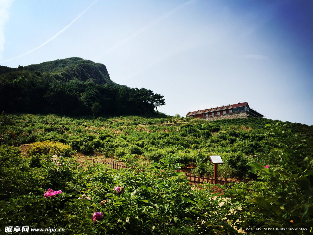 花开遍野