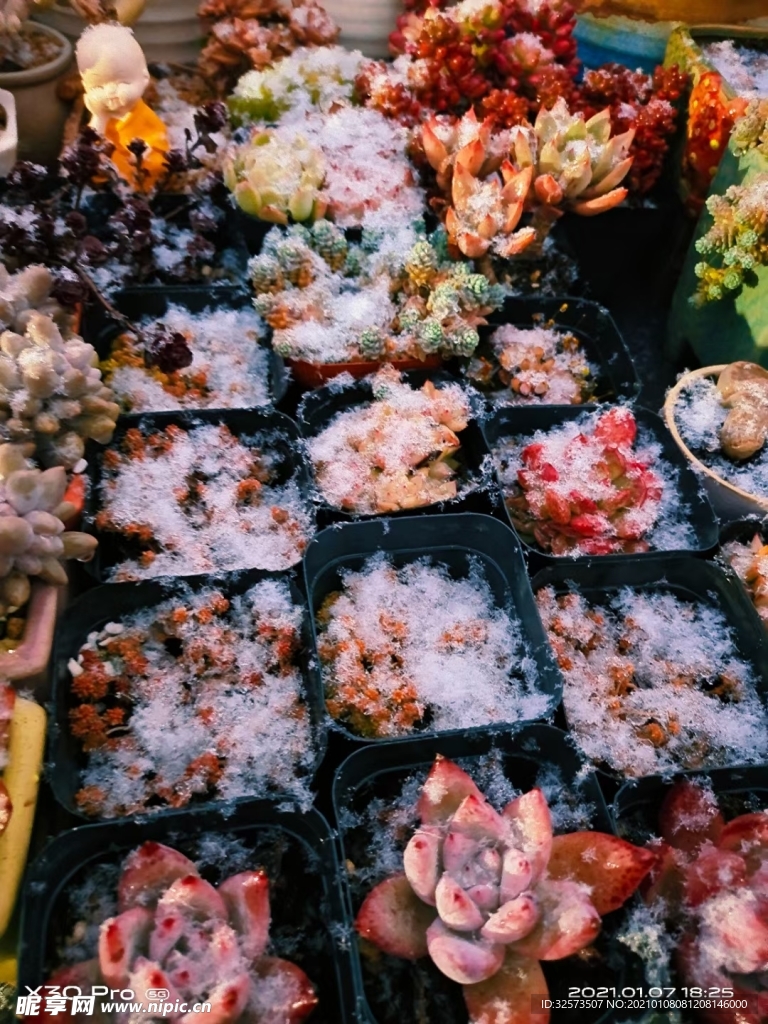多肉雪景