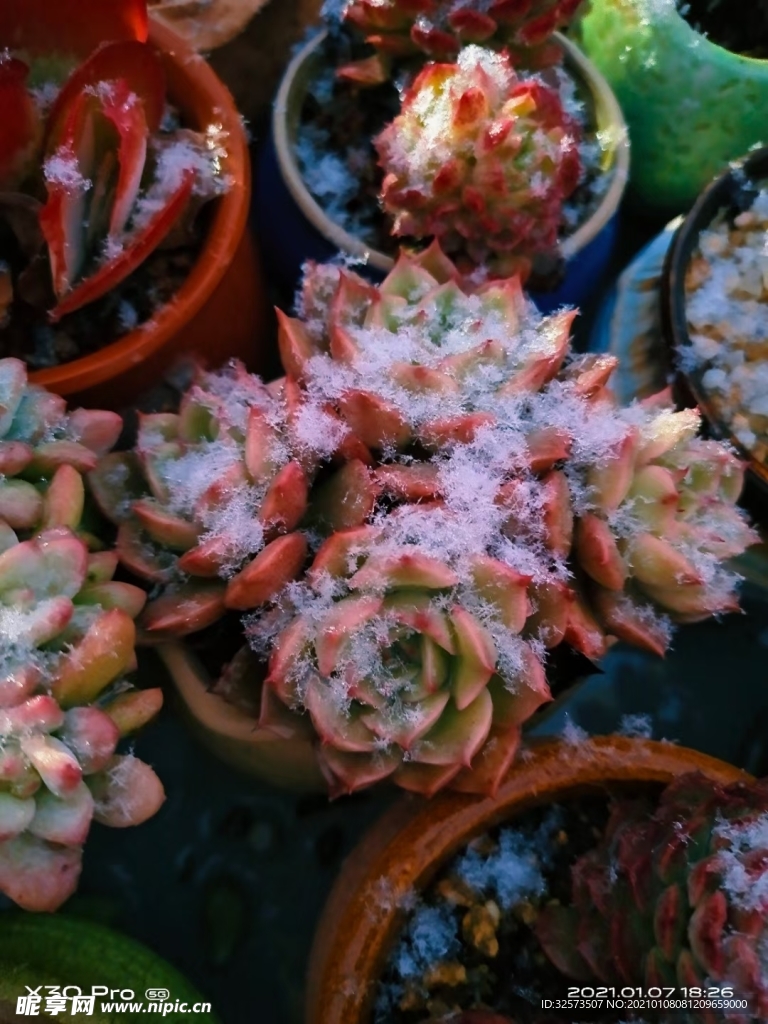 多肉 雪景
